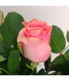 Just Roses - Pink