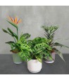 Indoor Houseplant Selection Pack B
