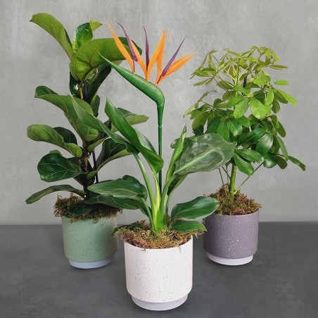 Indoor Houseplant Selection Pack L