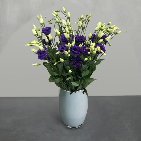 Just Lisianthus - Purple