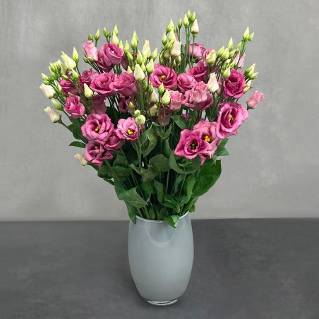 Just Lisianthus - Pink
